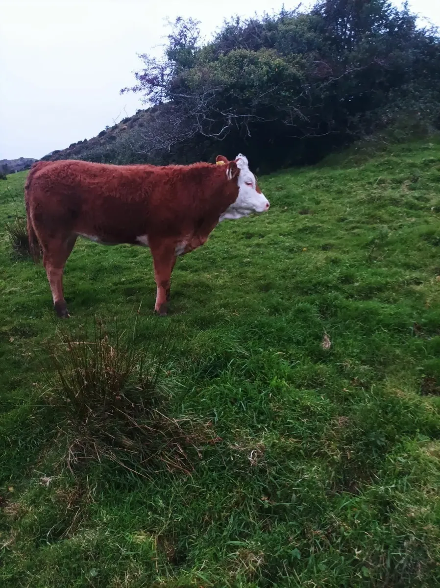 Livestock - Image 2