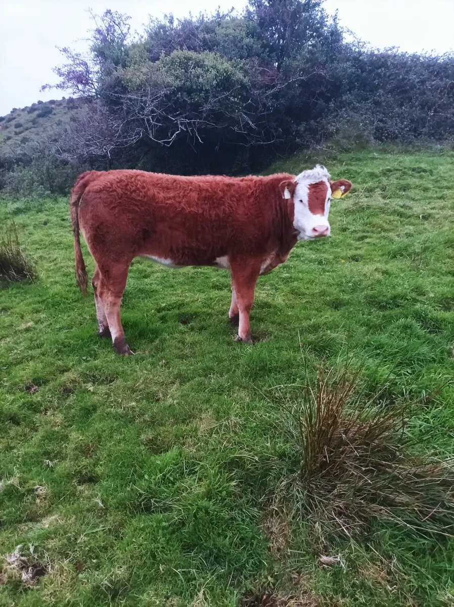 Livestock - Image 3