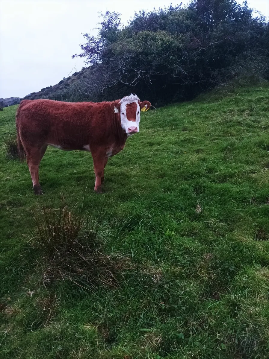 Livestock - Image 4