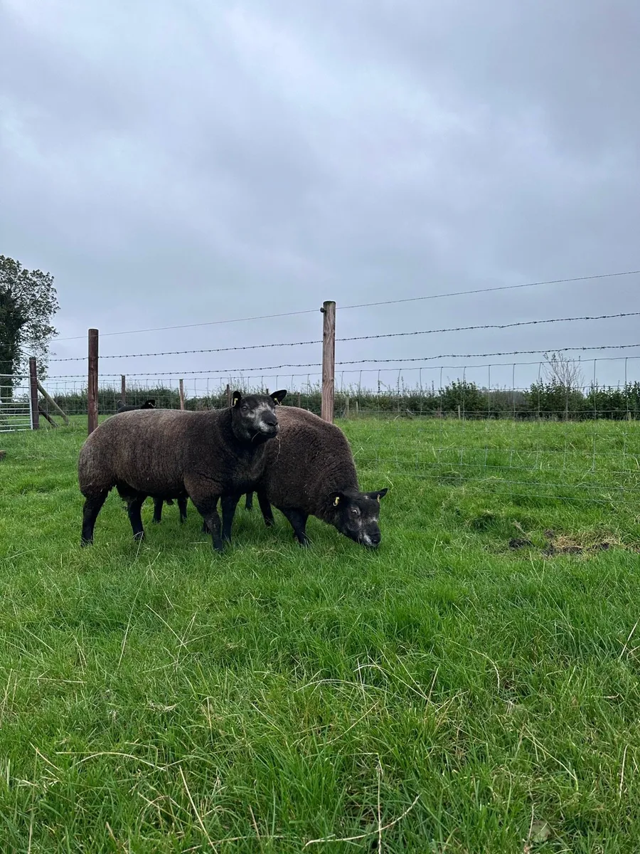 Pedigree blue texel ram lambs - Image 1