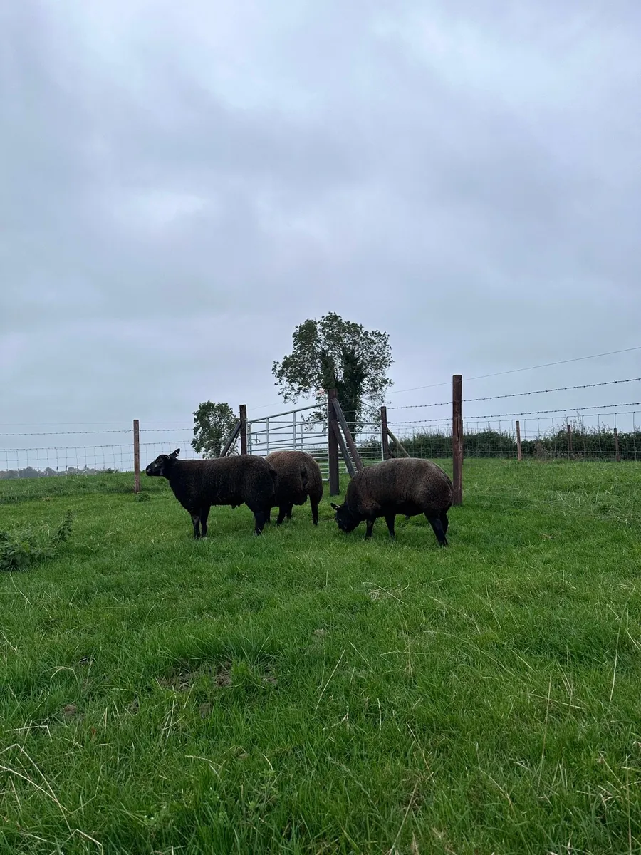 Pedigree blue texel ram lambs - Image 2