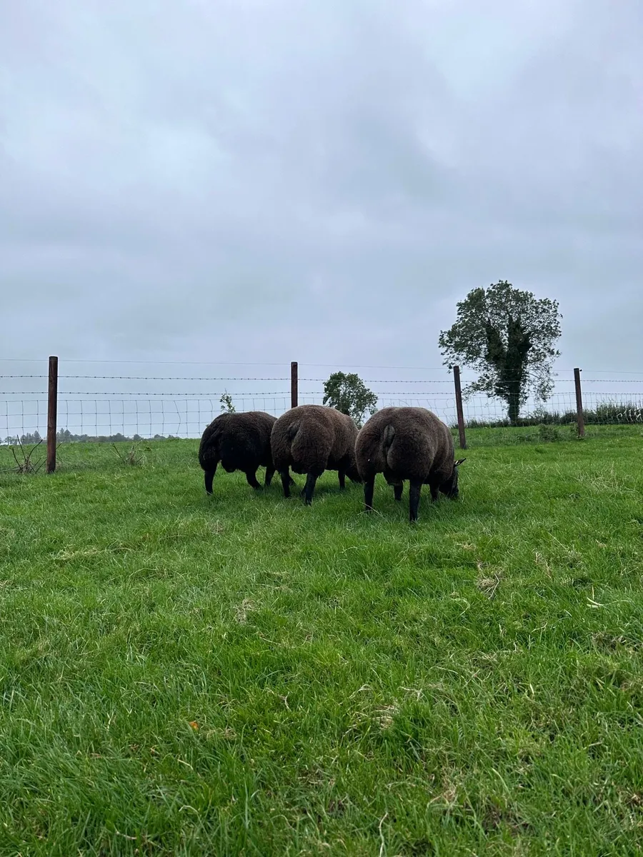 Pedigree blue texel ram lambs - Image 3
