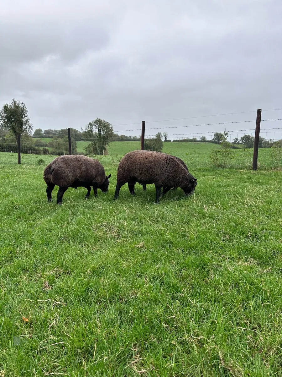 Pedigree blue texel ram lambs - Image 4