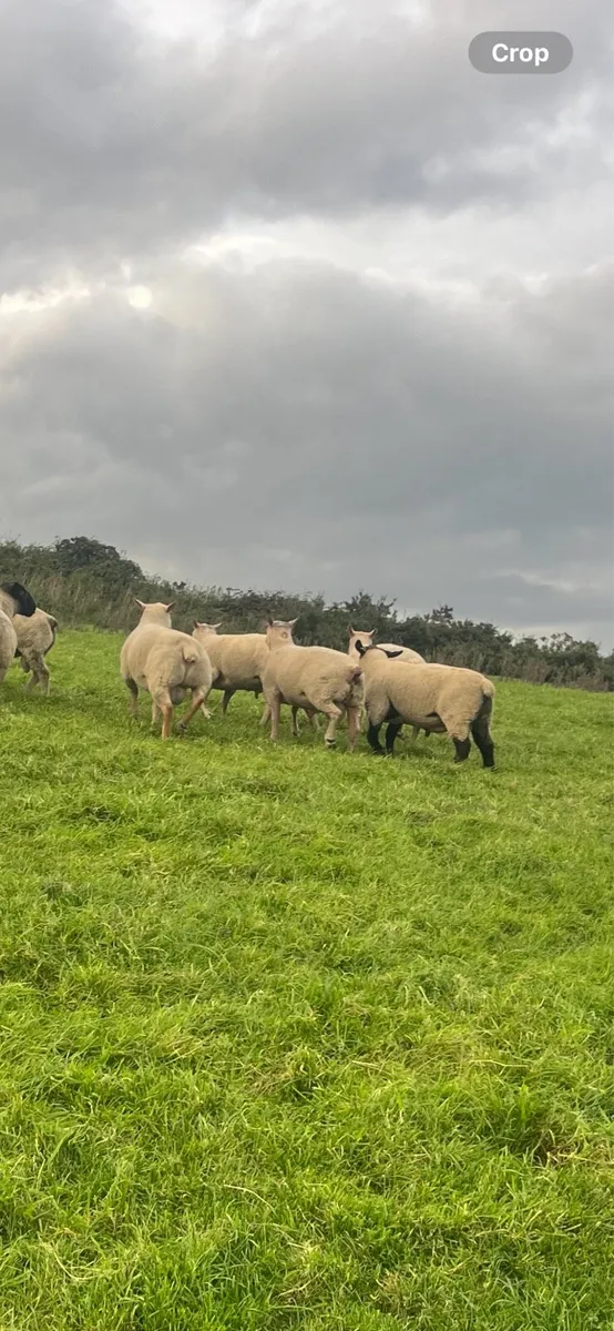 Breeding rams - Image 2