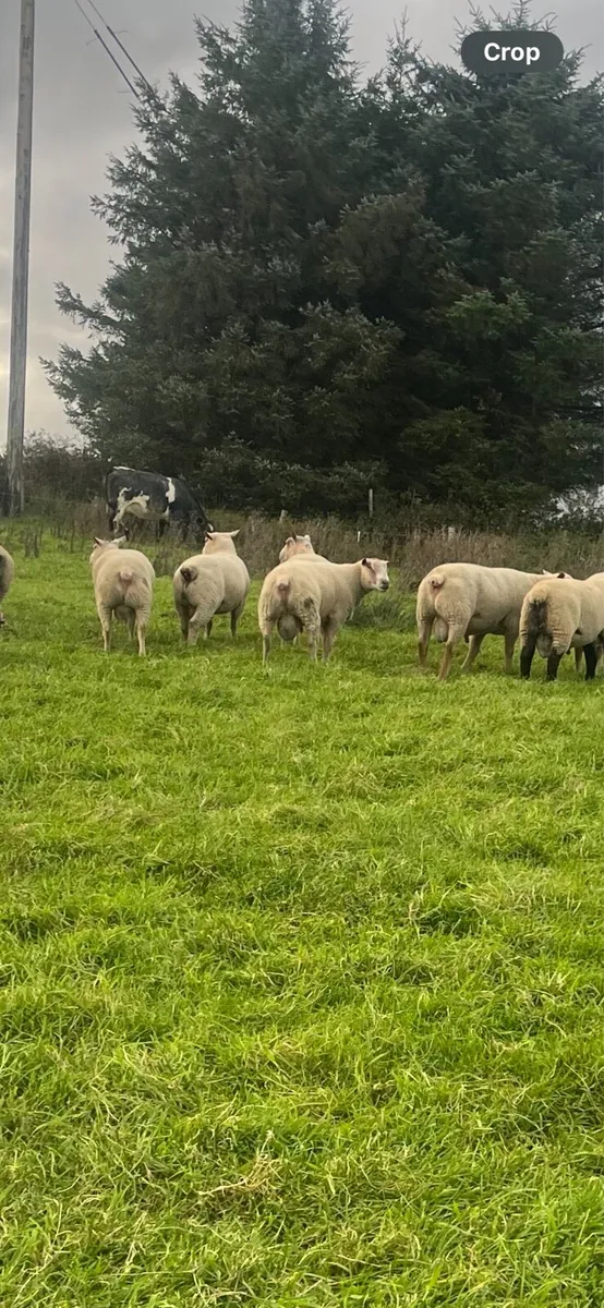 Breeding rams - Image 4