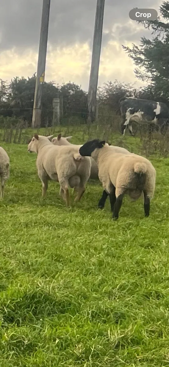 Breeding rams - Image 1