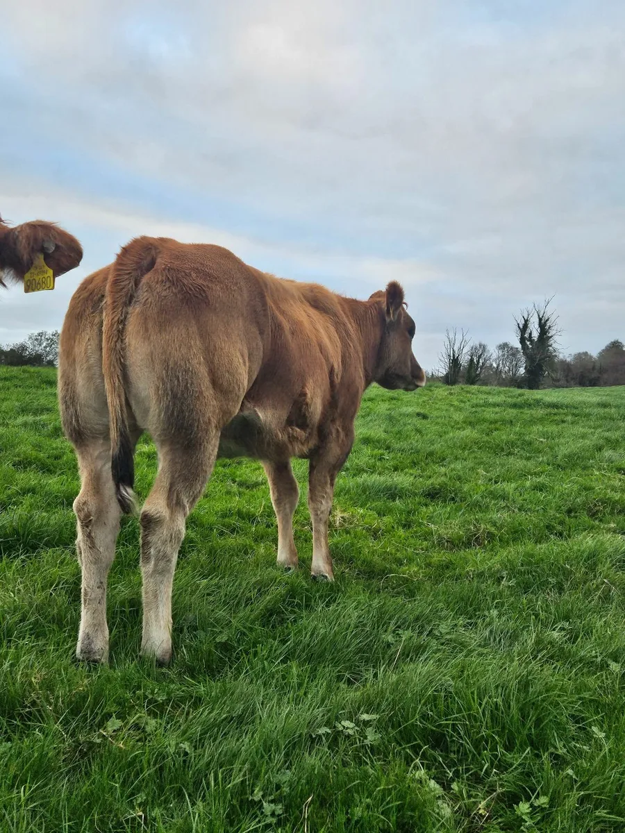 2 BBX Heifers Ballina Mart Friday 10/10/2025 - Image 2