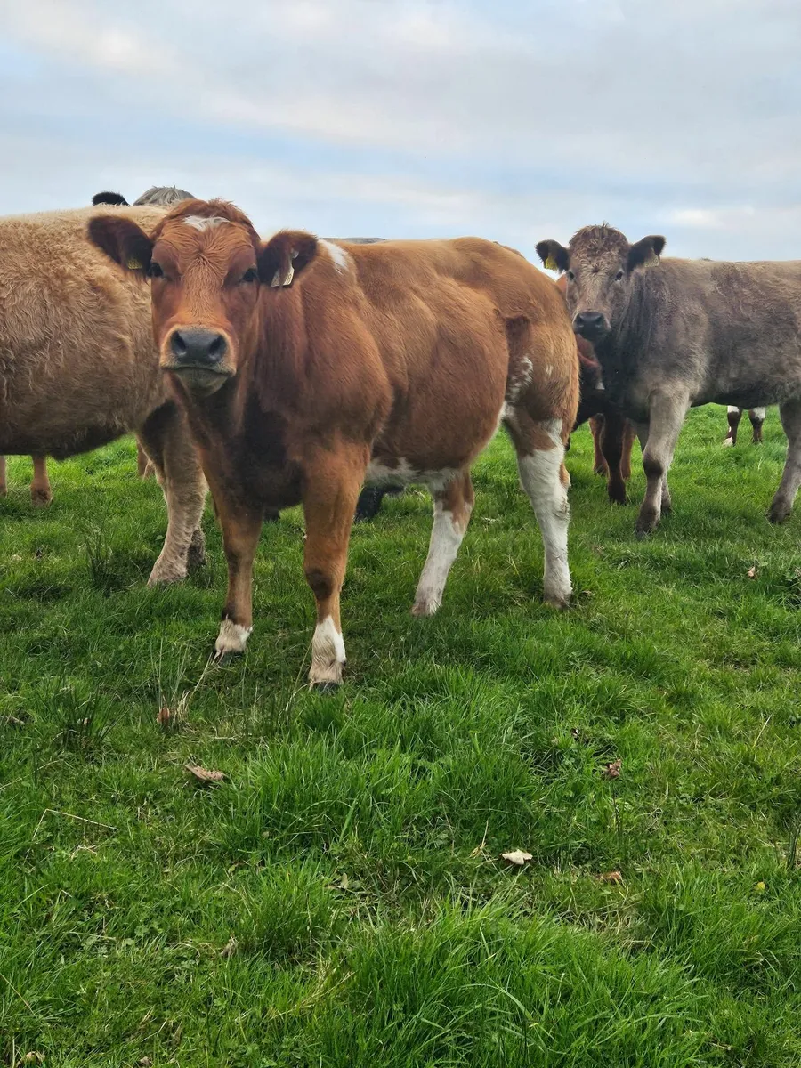 2 BBX Heifers Ballina Mart Friday 10/10/2025 - Image 3