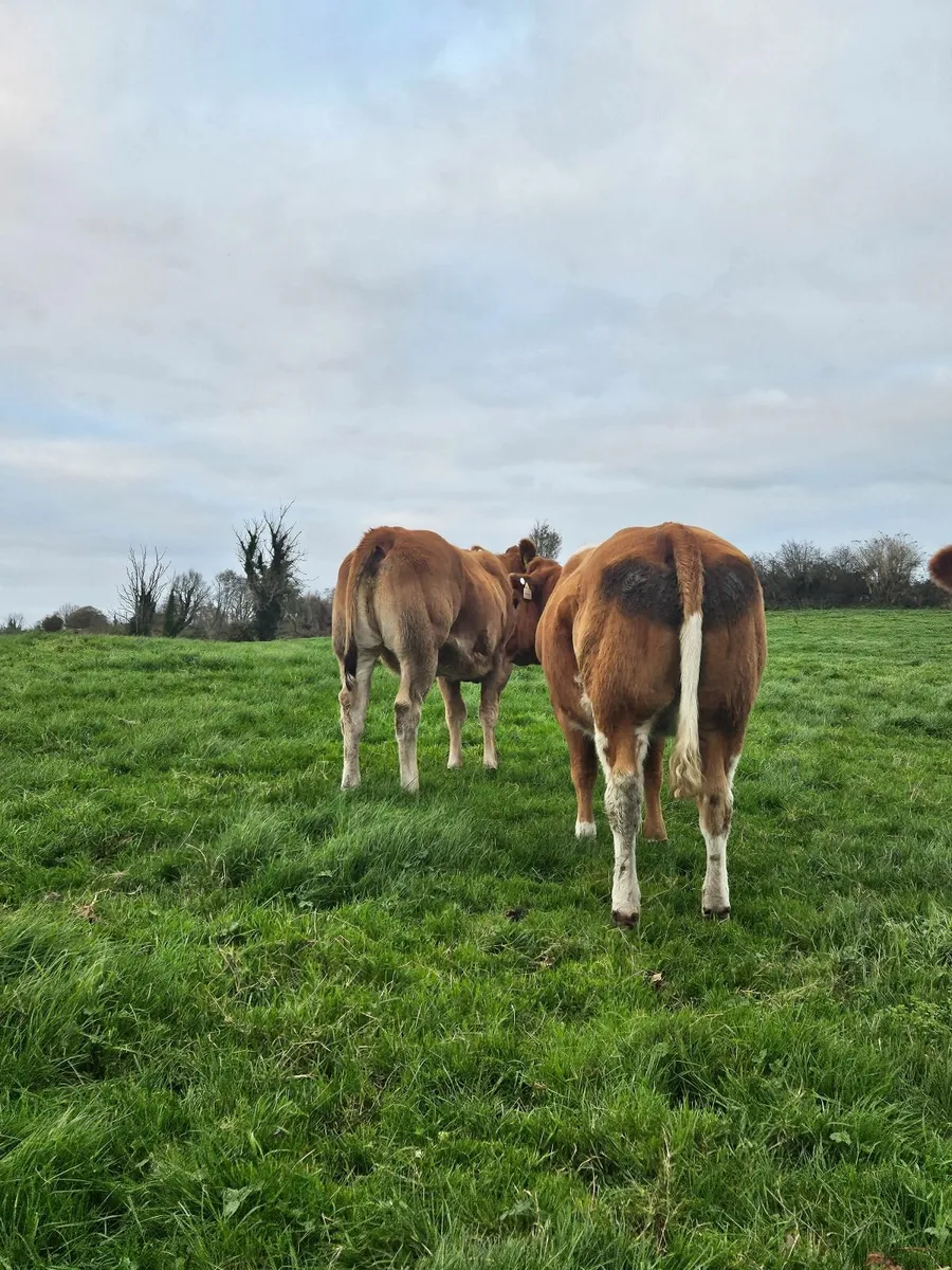2 BBX Heifers Ballina Mart Friday 10/10/2025 - Image 4