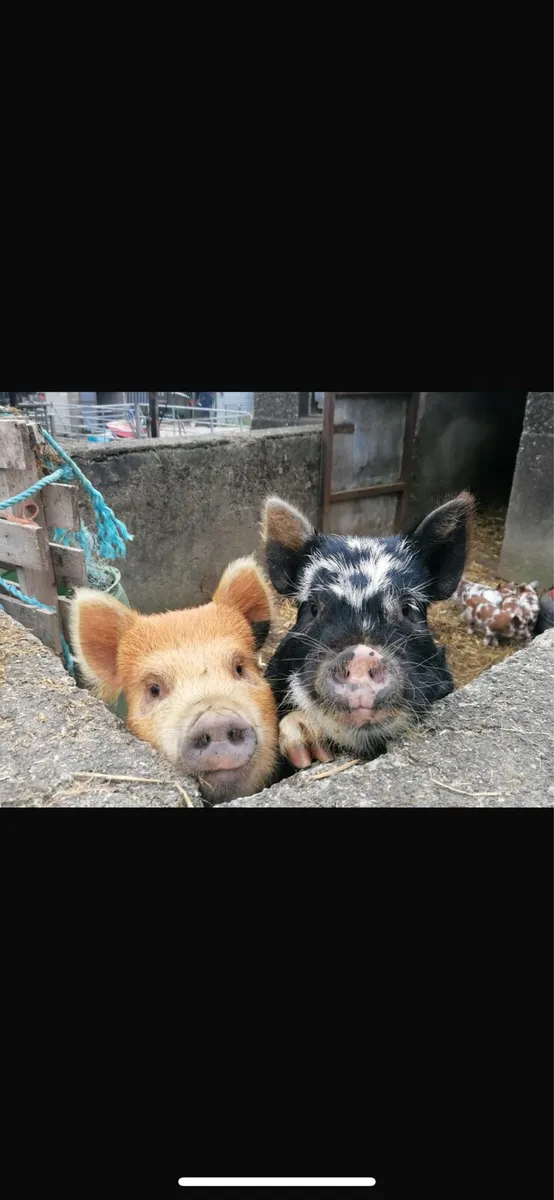 Kune kune mixed piglets - Image 4