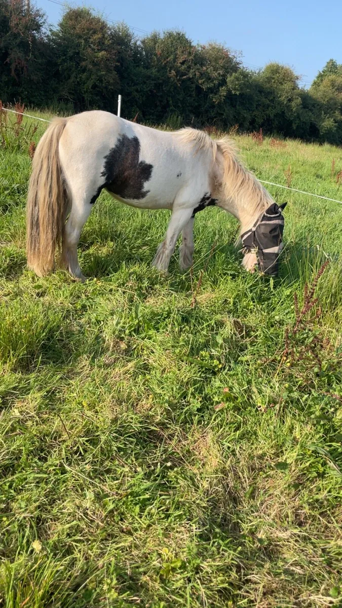 Pony - Image 4