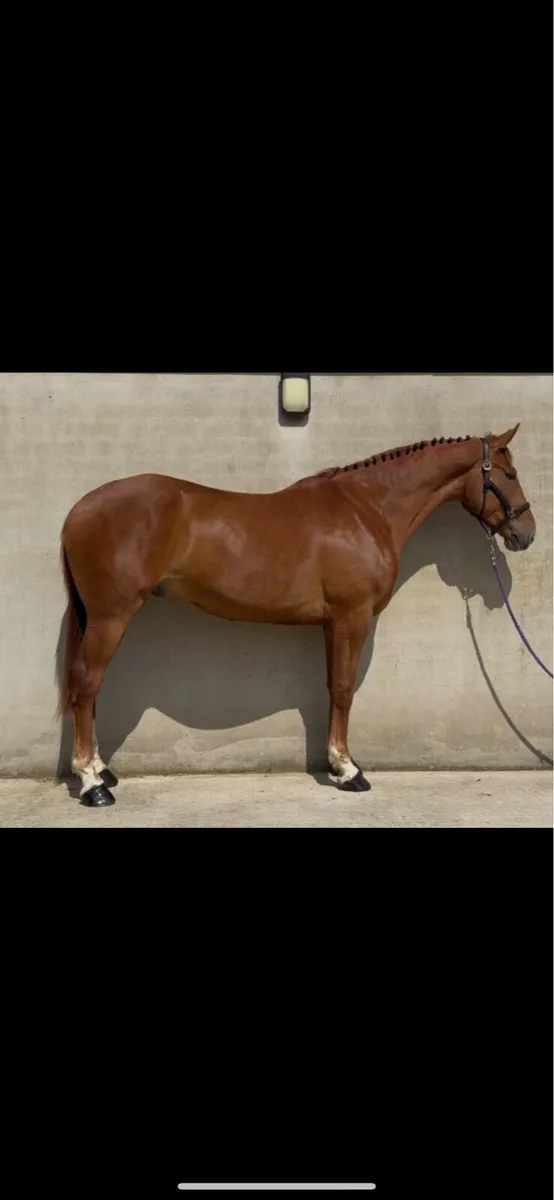 17.2h gelding- hunting machine/ eventer - Image 1