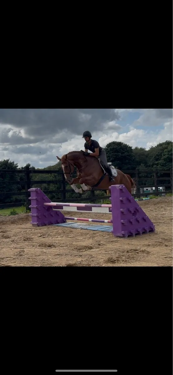 17.2h gelding- hunting machine/ eventer - Image 2