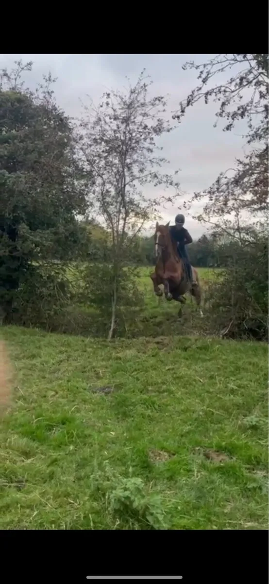 17.2h gelding- hunting machine/ eventer - Image 3
