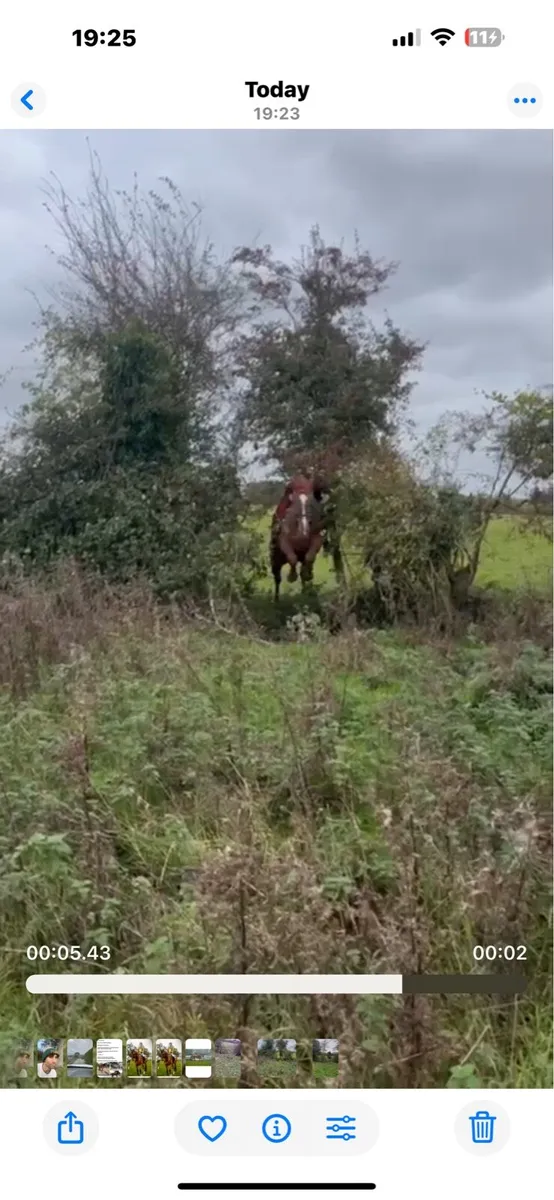 17.2h gelding- hunting machine/ eventer - Image 4