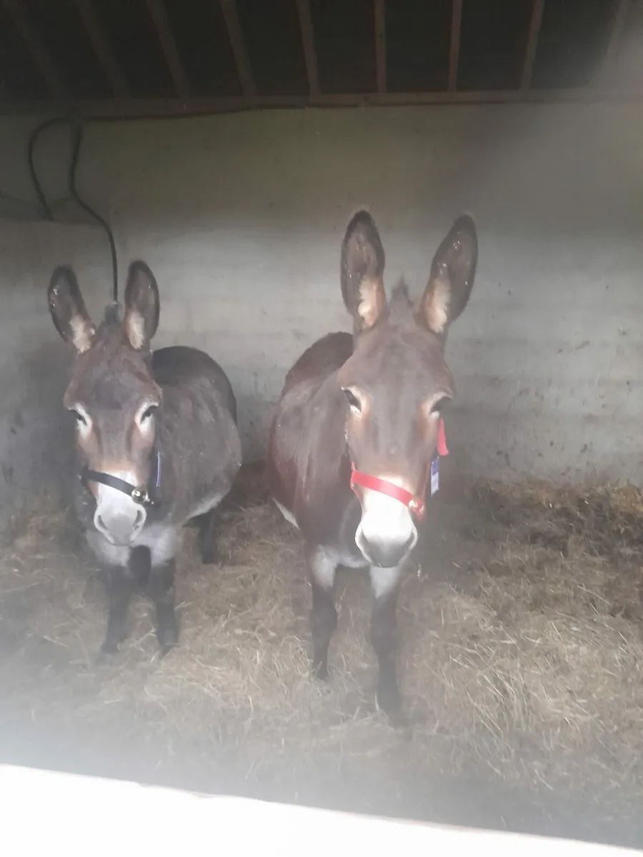 Donkey mare