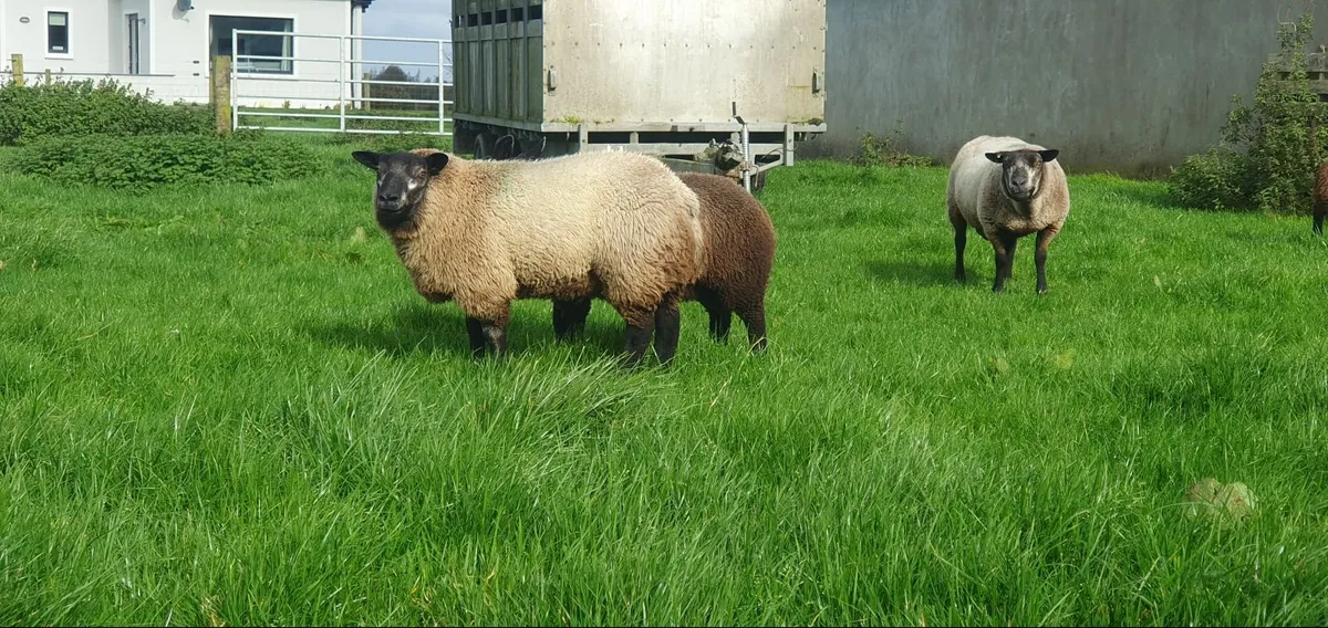 Blue texel ram lamb - Image 1