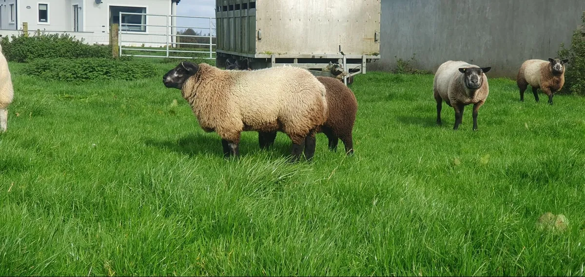 Blue texel ram lamb - Image 2