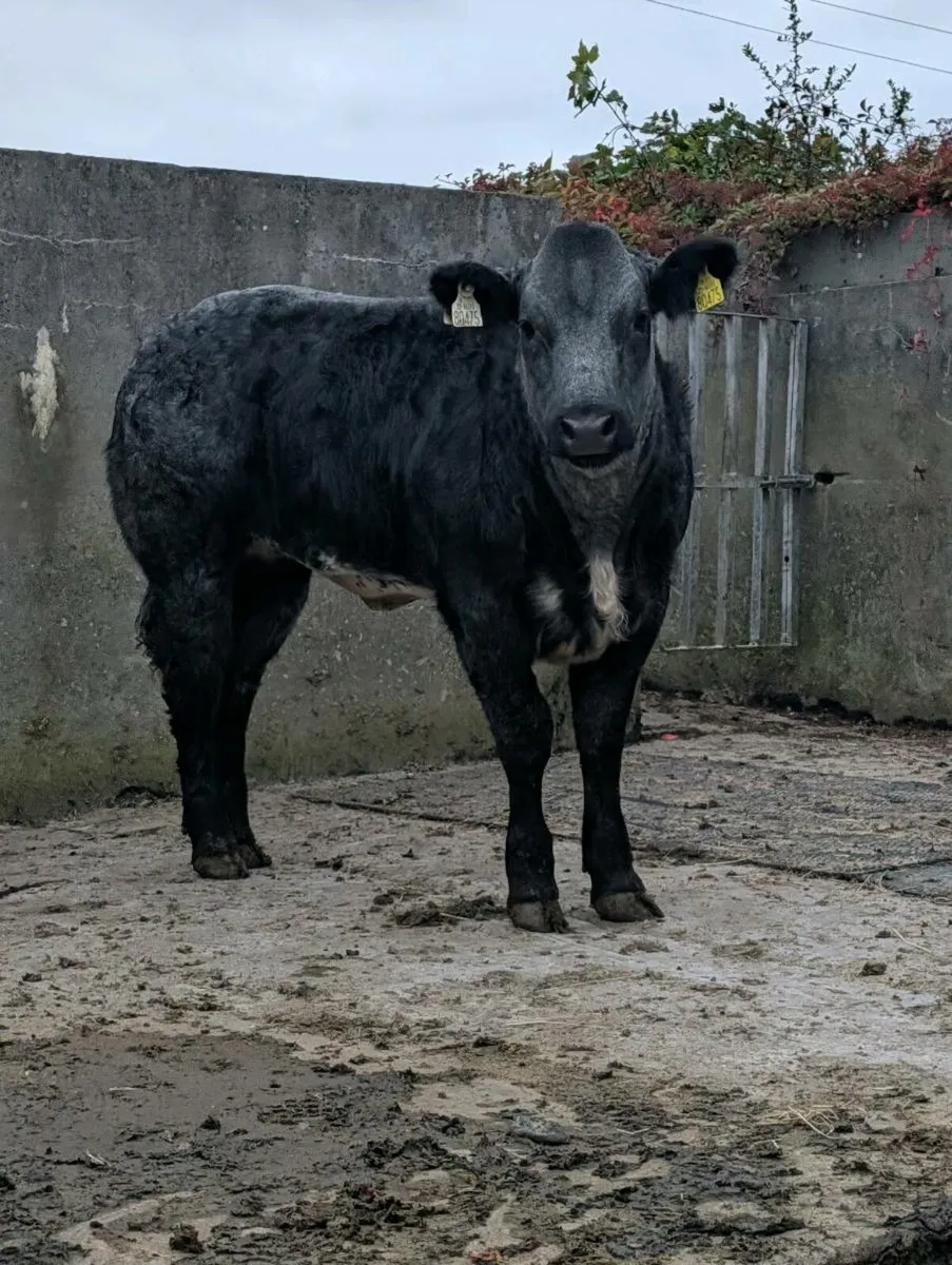 🔥🔥 serious heifers 🔥🔥 - Image 1