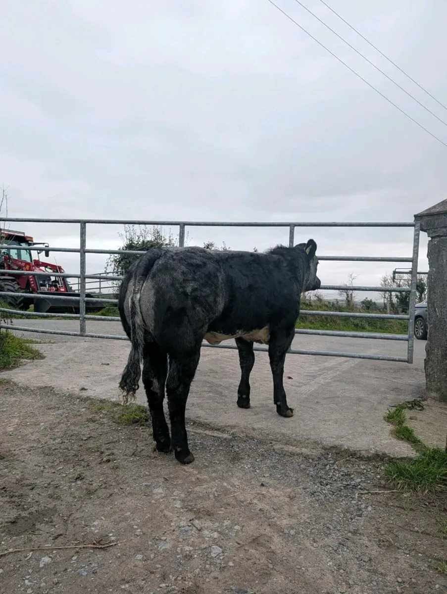 🔥🔥 serious heifers 🔥🔥 - Image 2
