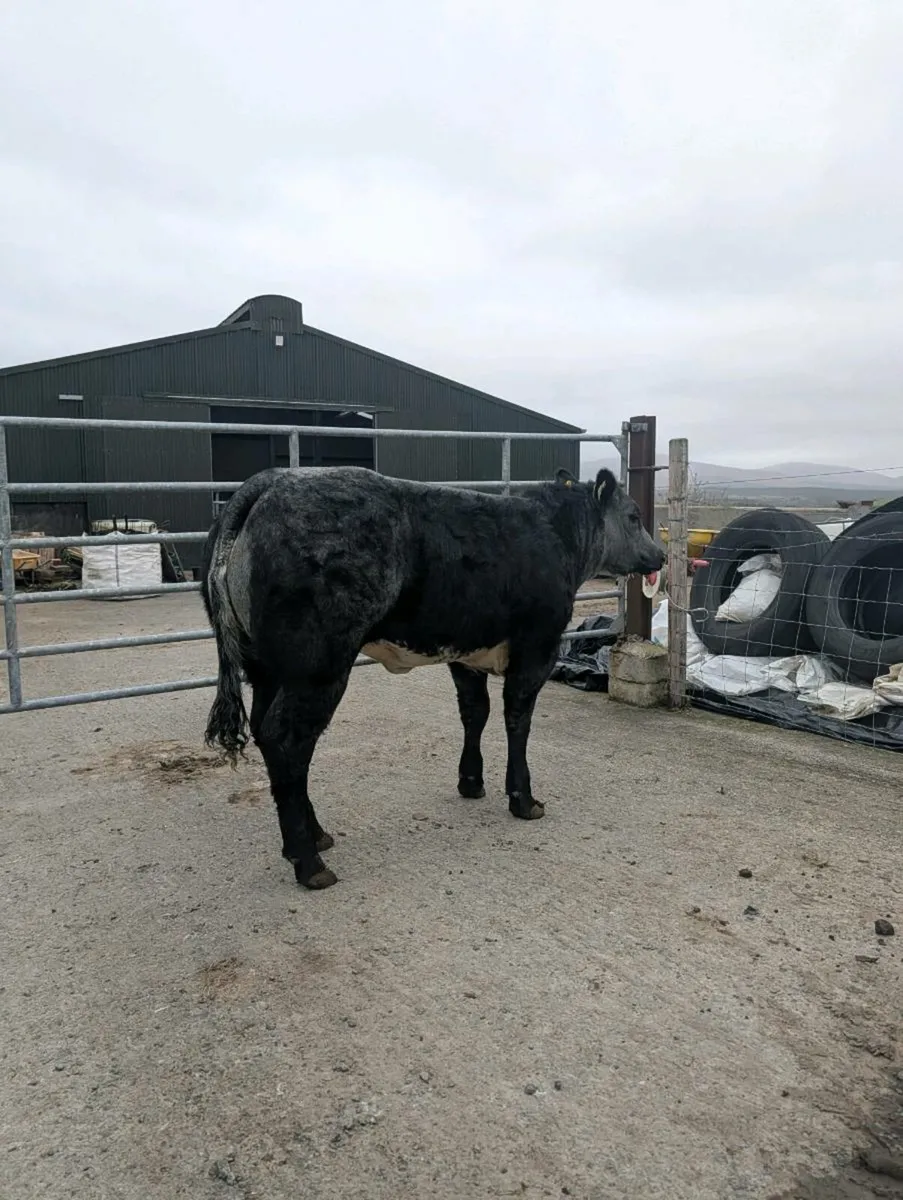 🔥🔥 serious heifers 🔥🔥 - Image 3