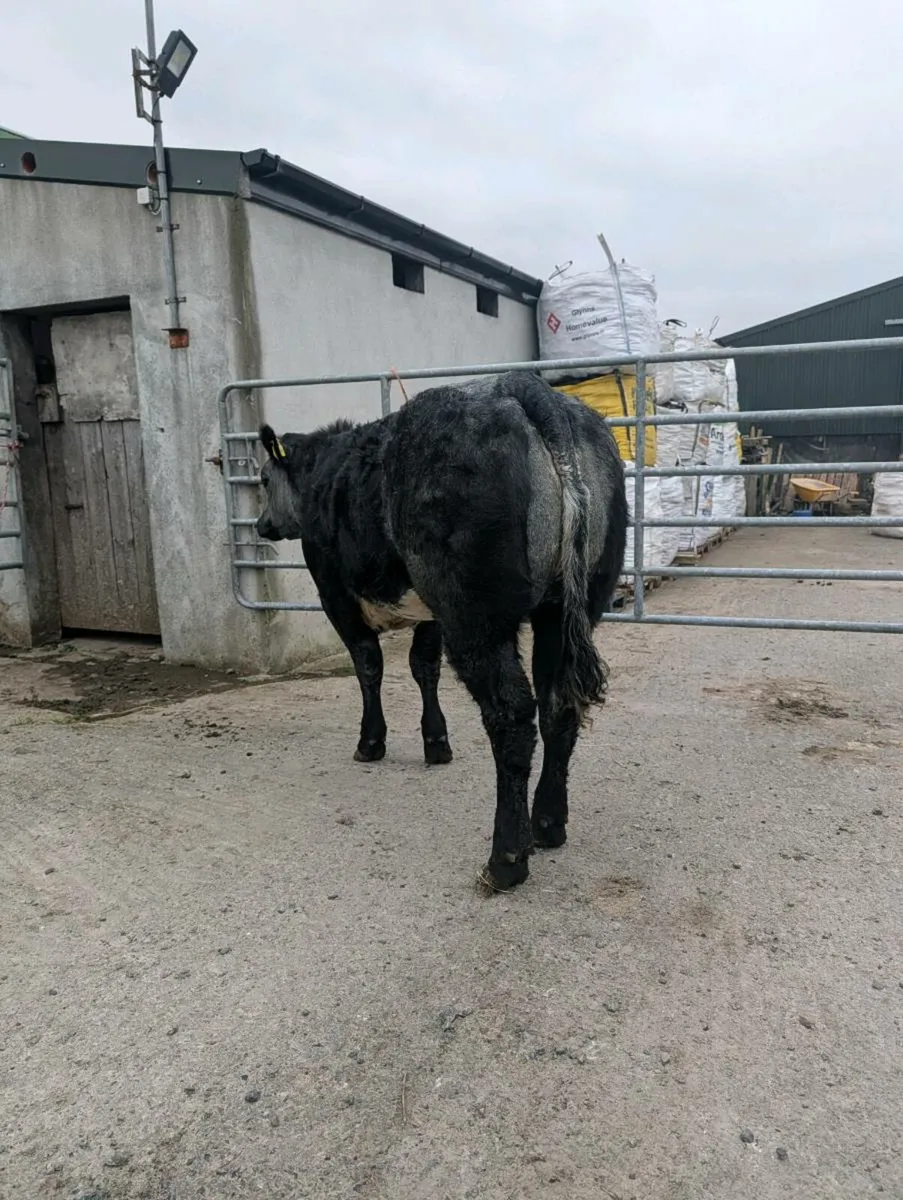 🔥🔥 serious heifers 🔥🔥 - Image 4