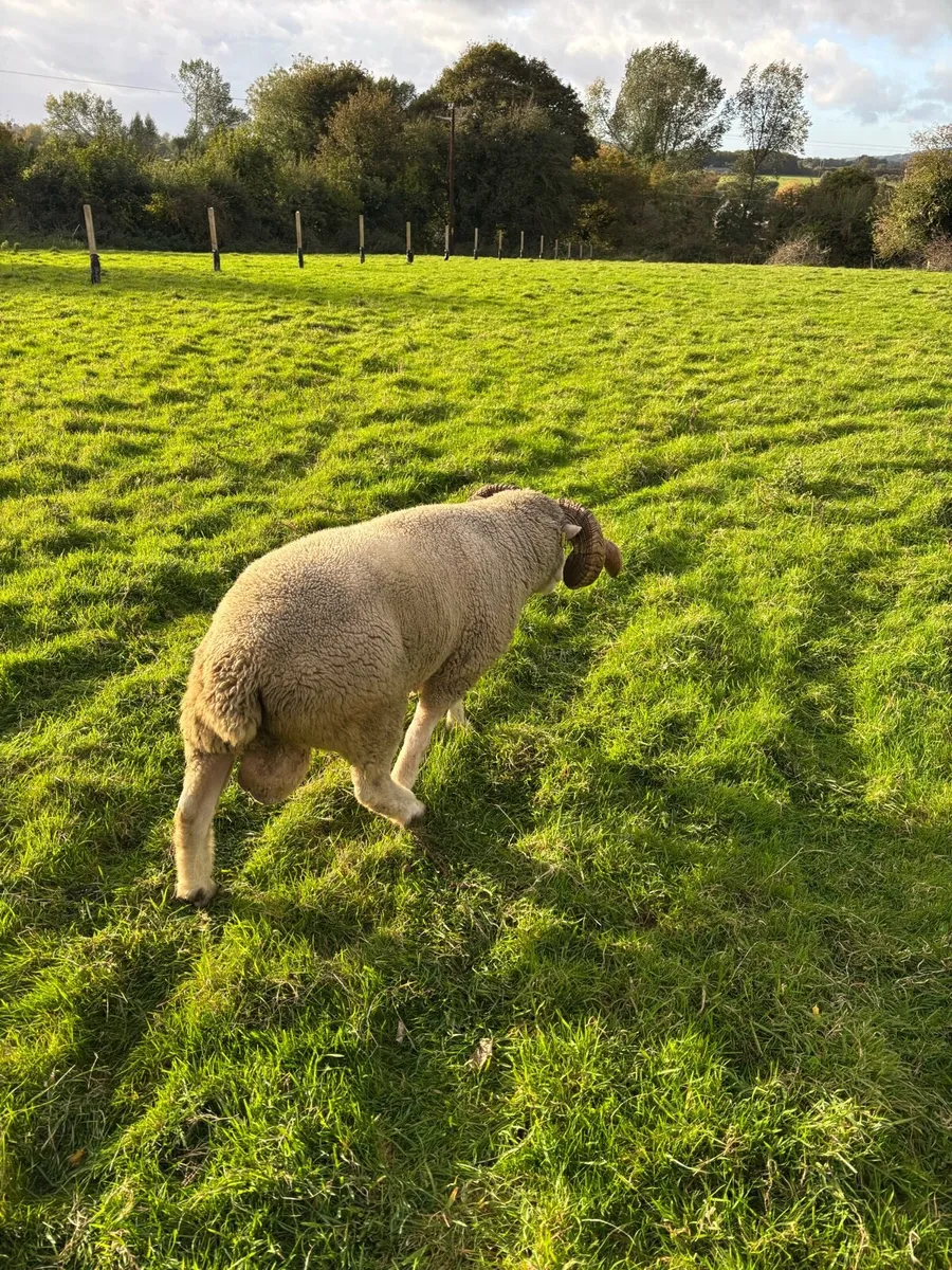 Dorset Horn Ram - Image 2