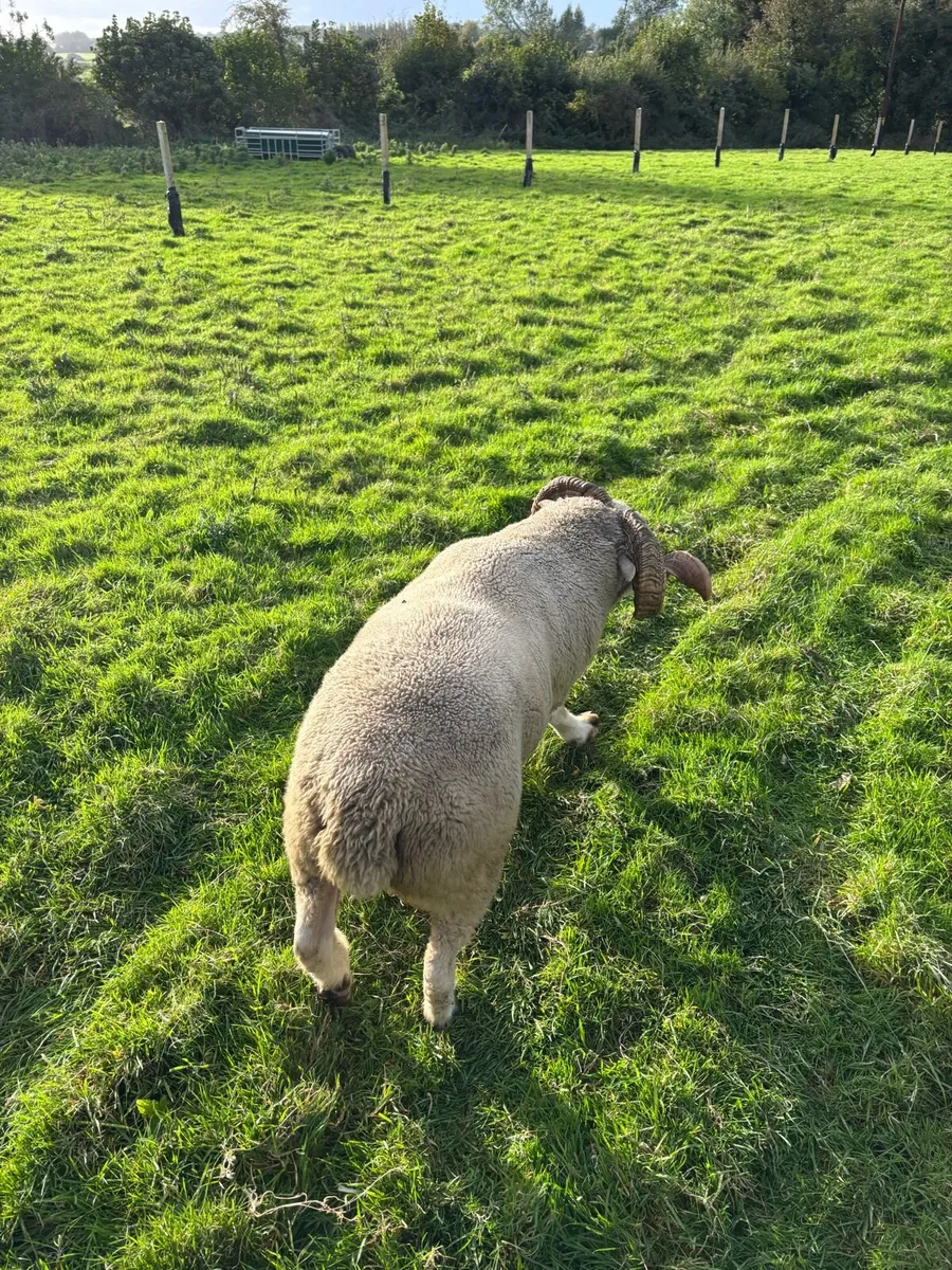 Dorset Horn Ram - Image 3