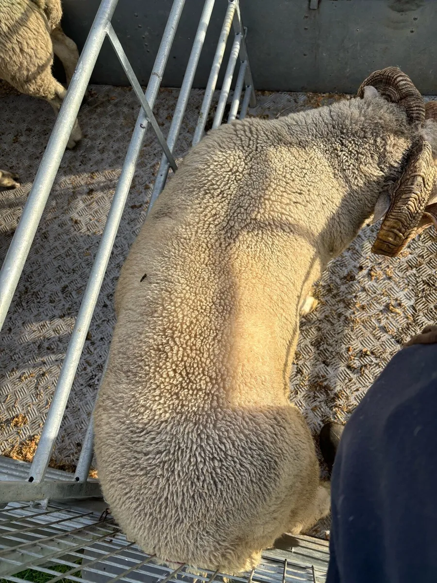 Dorset Horn Ram - Image 4