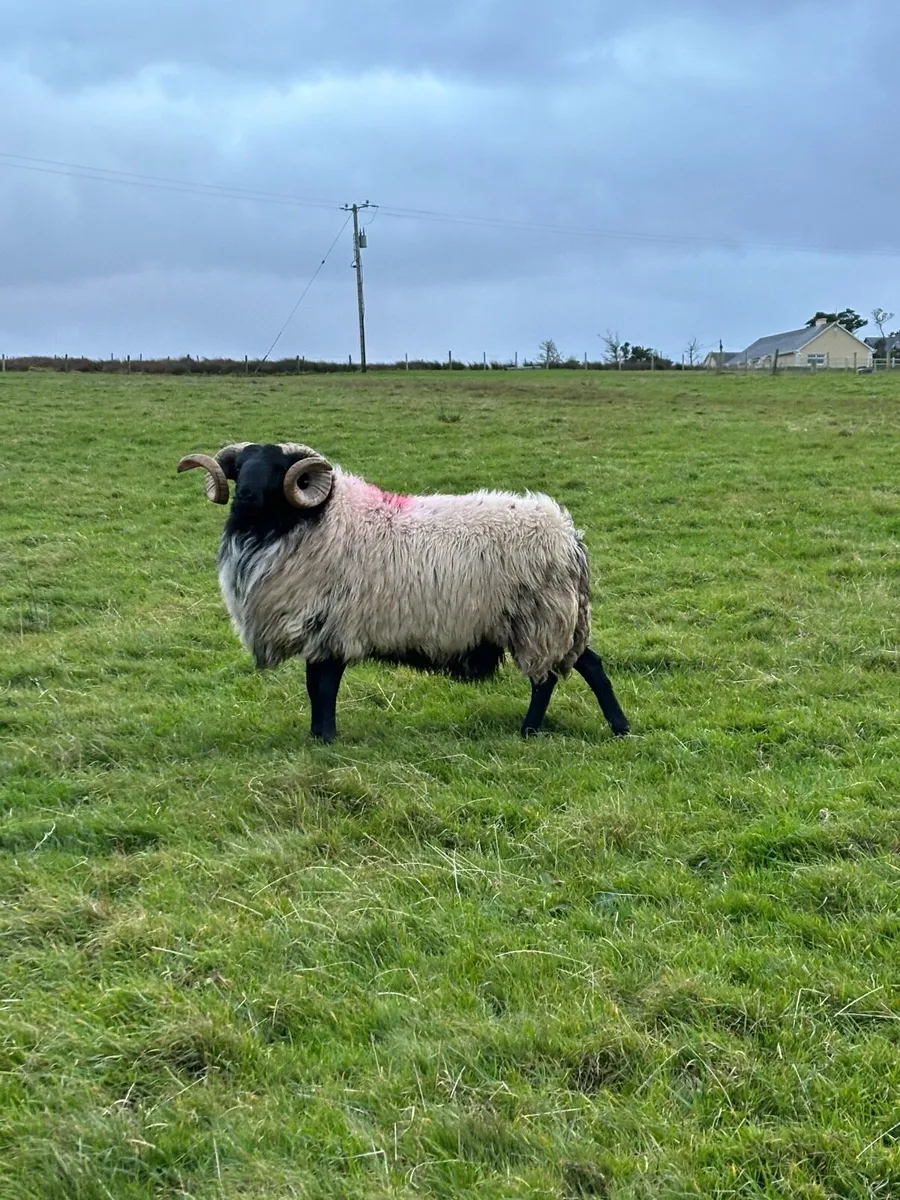 Blackface Hogget ram - Image 1