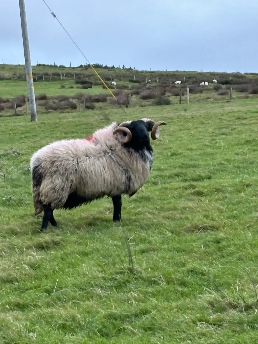 Blackface Hogget ram - Image 2