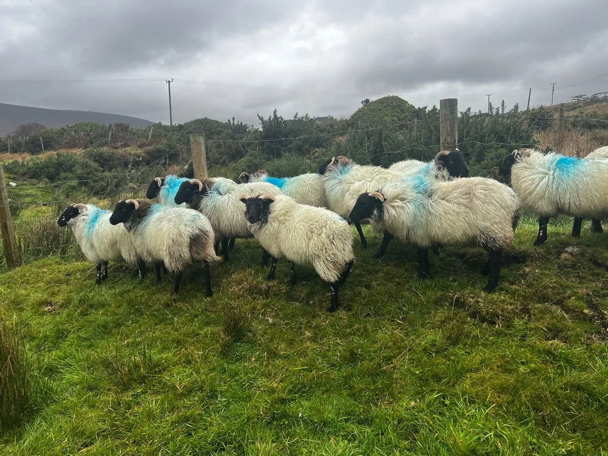Keel Sheep Show 2025 **Stock Available** - Image 2