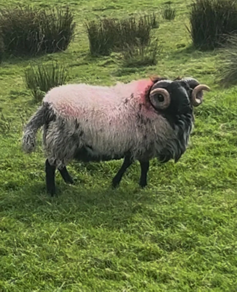 Keel Sheep Show 2025 **Stock Available** - Image 3