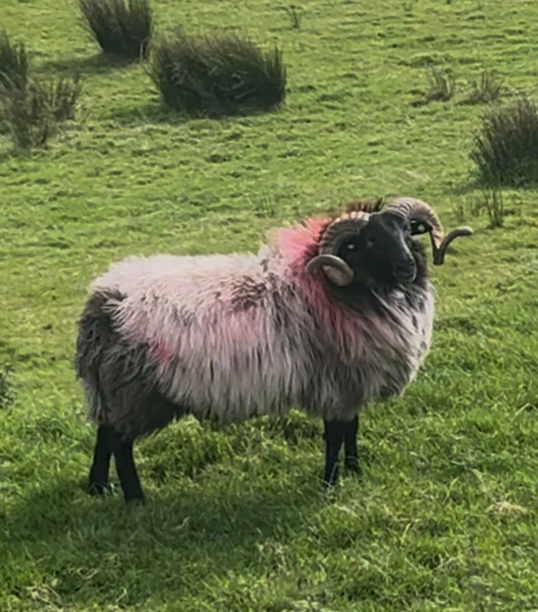 Keel Sheep Show 2025 **Stock Available** - Image 4