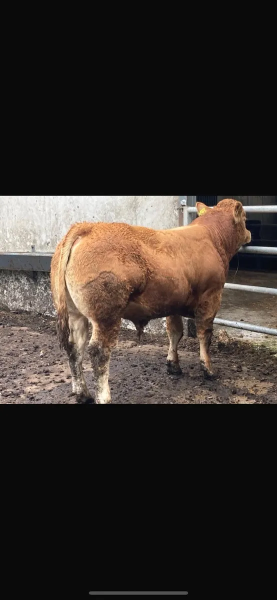5 Star PBR Limousin Bulls for sale - Image 1