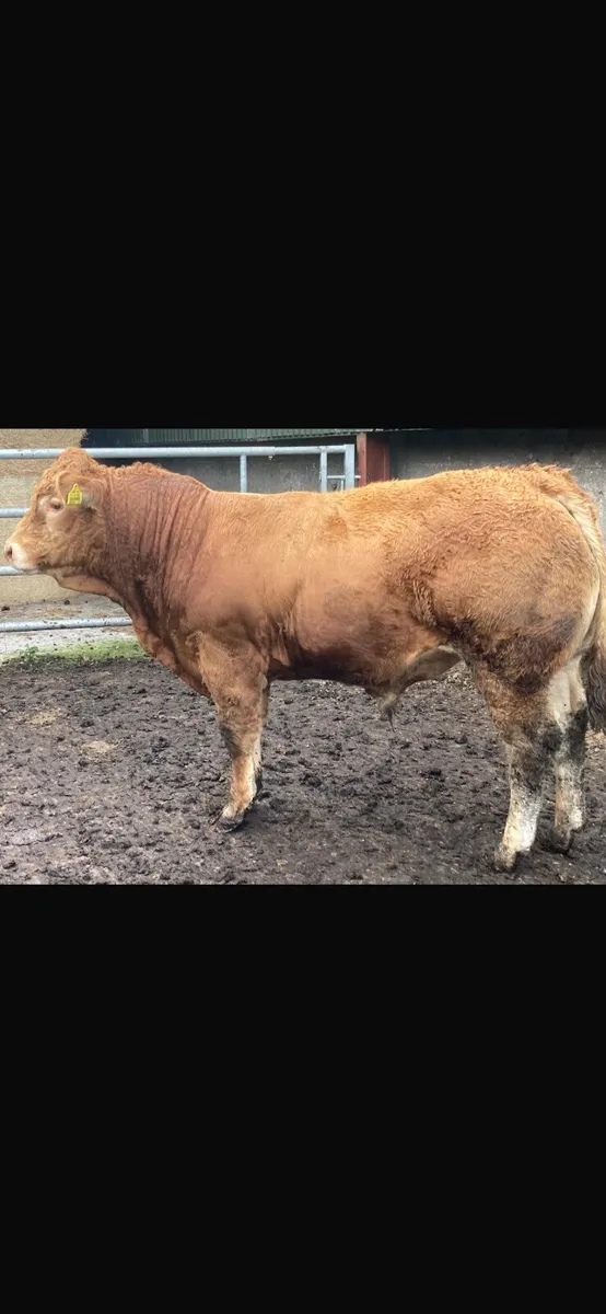5 Star PBR Limousin Bulls for sale - Image 2