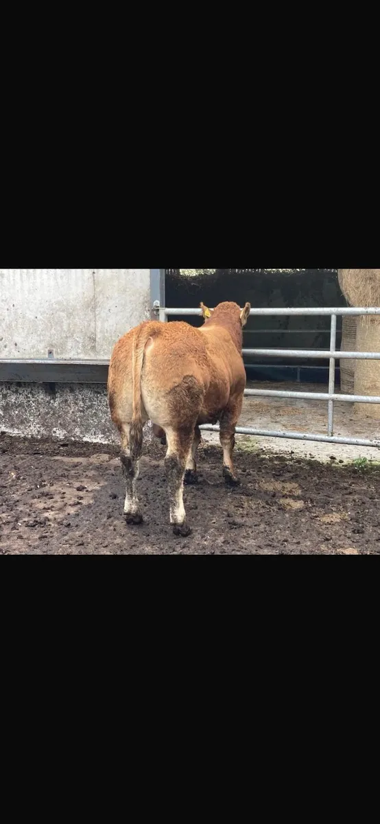 5 Star PBR Limousin Bulls for sale - Image 3