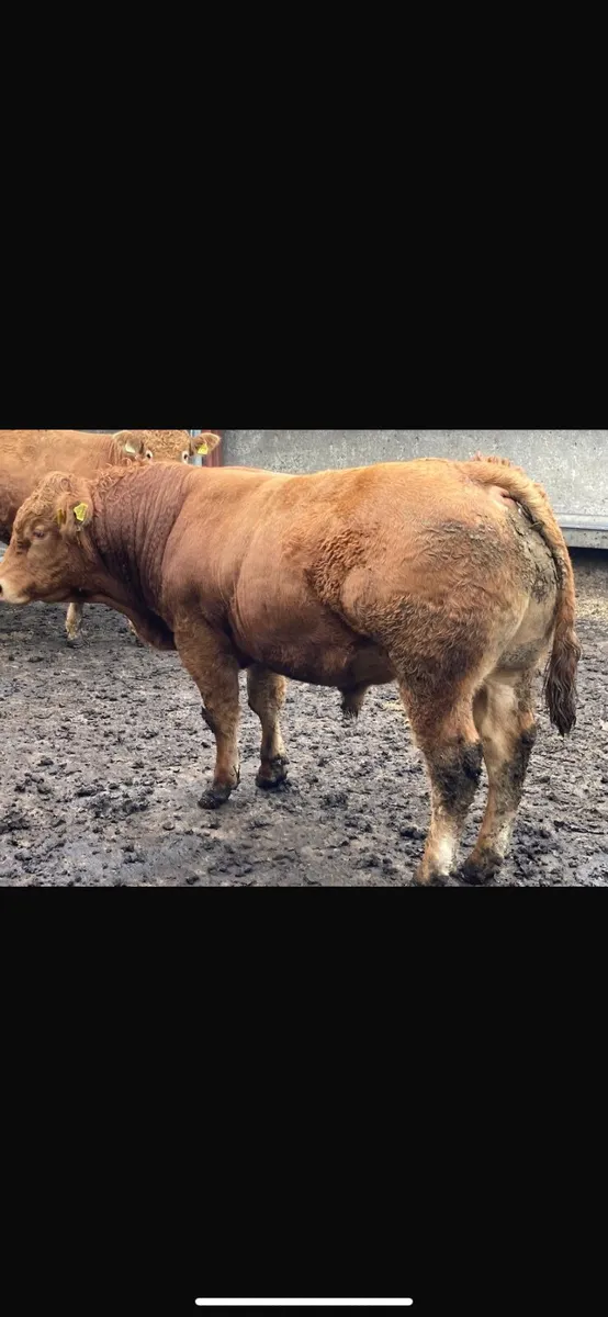5 Star PBR Limousin Bulls for sale - Image 4