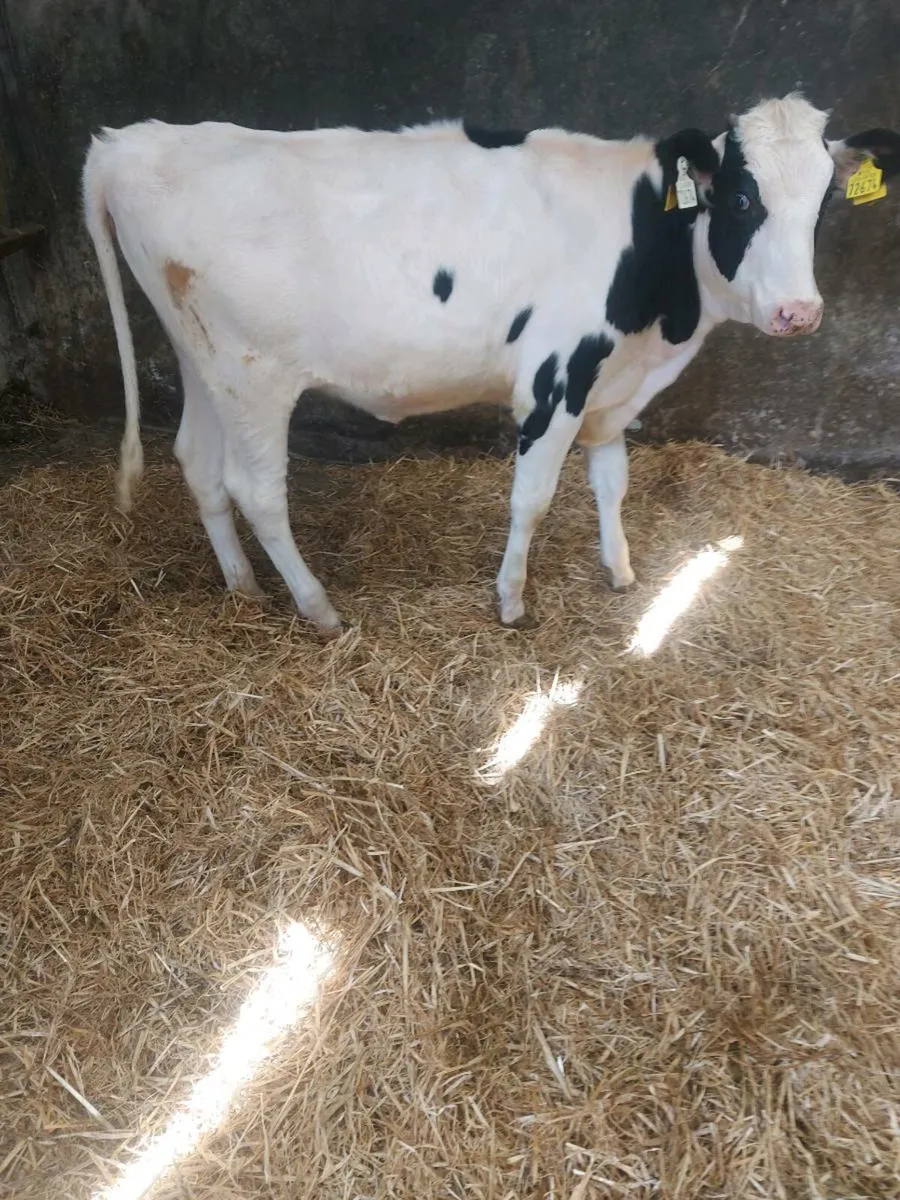 Ai Freisian heifer - Image 1