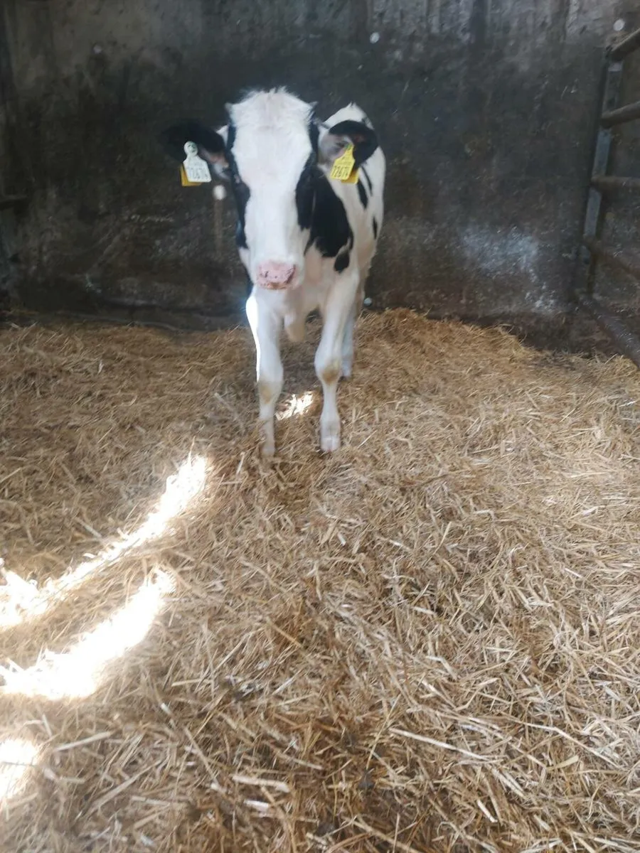 Ai Freisian heifer - Image 2