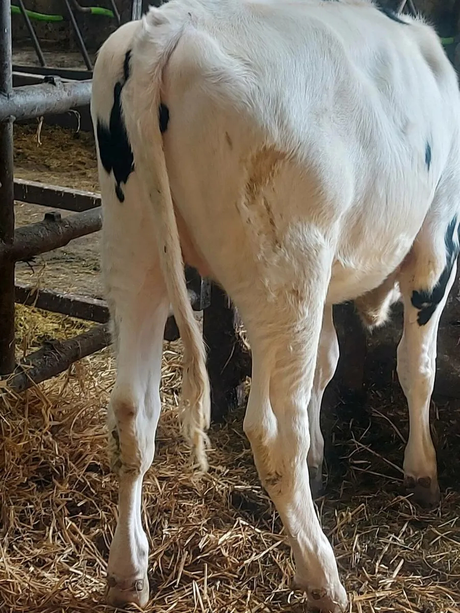 Ai Freisian heifer - Image 3