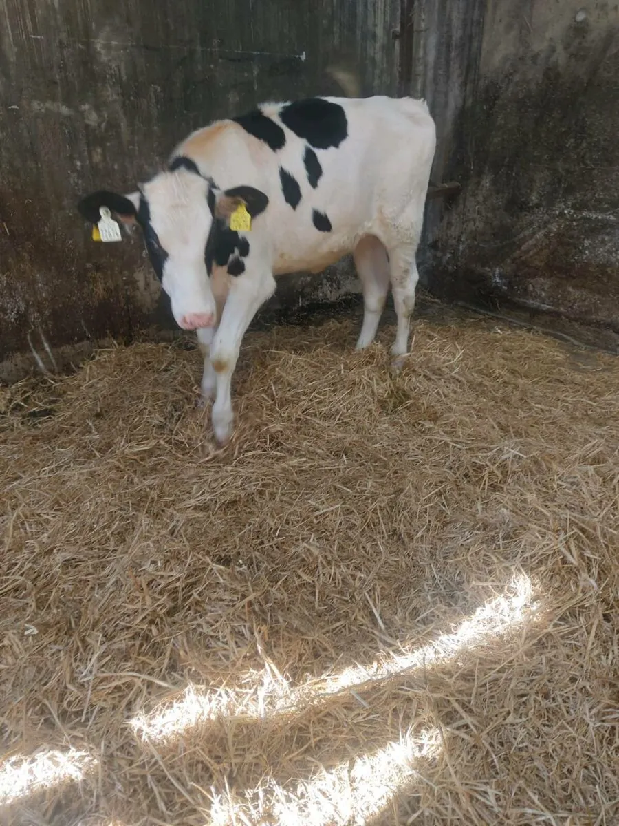 Ai Freisian heifer - Image 4