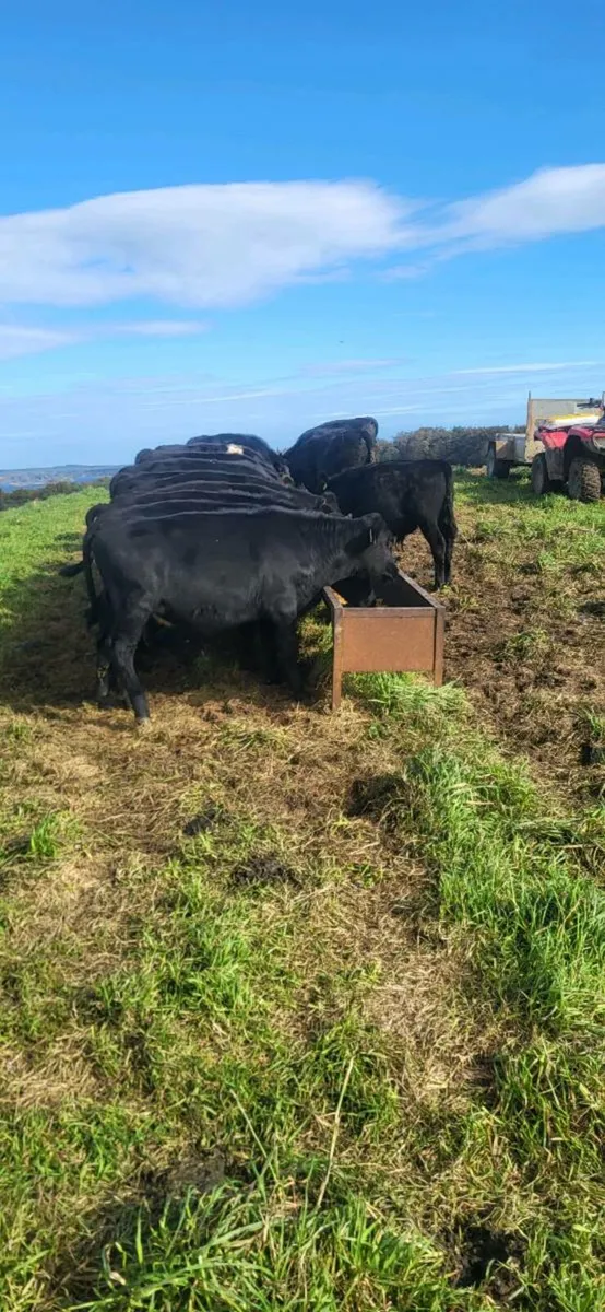 15 Angus Runner Bull Weanlings - Image 2