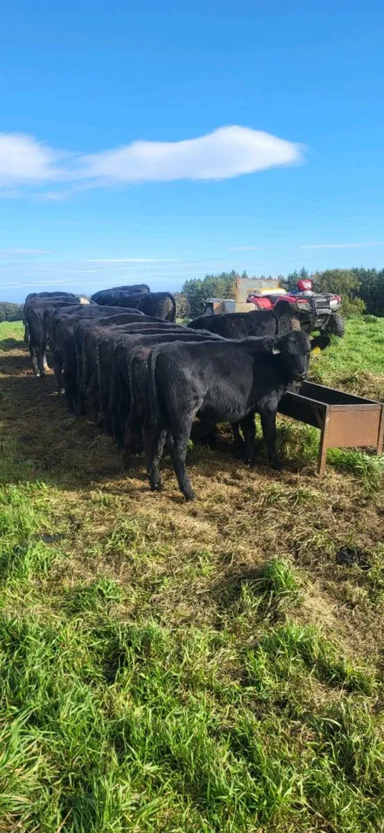 15 Angus Runner Bull Weanlings - Image 1