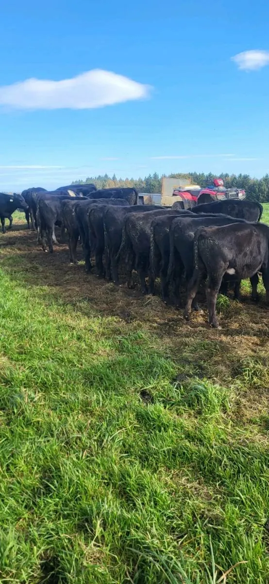 15 Angus Runner Bull Weanlings - Image 3