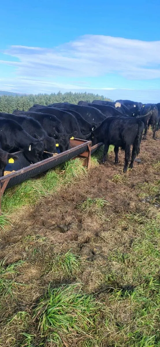 15 Angus Runner Bull Weanlings - Image 4