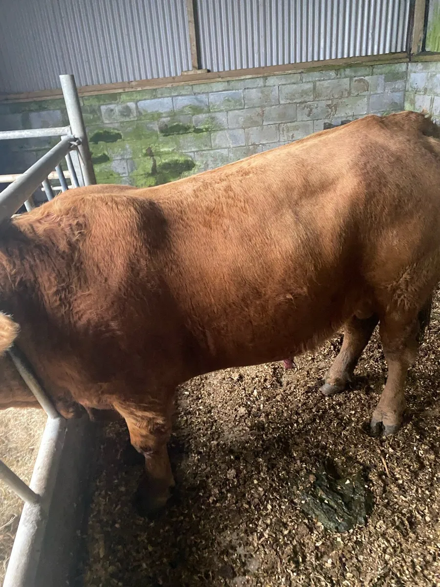 Livestock - Image 1