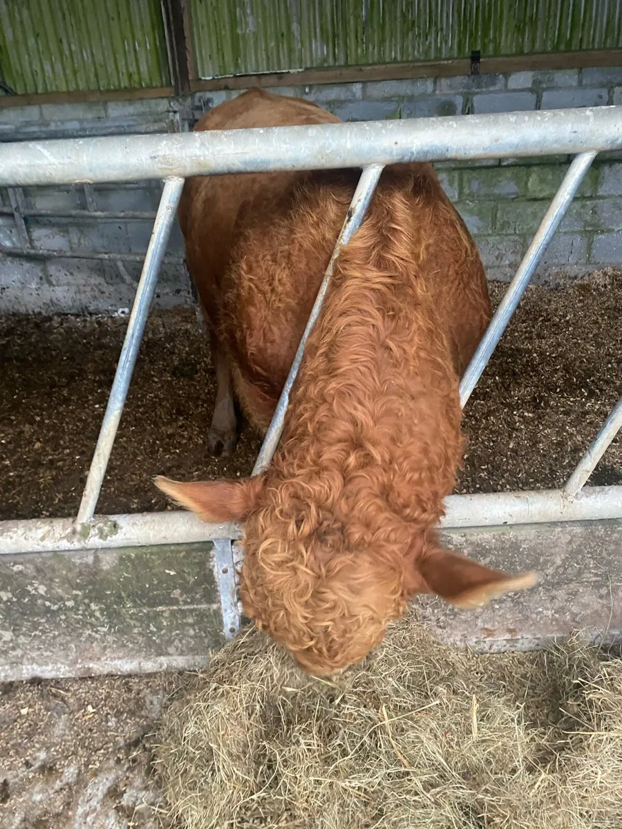 Livestock - Image 2