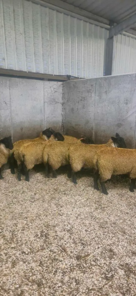 Suffolk mule ewe lambs - Image 2