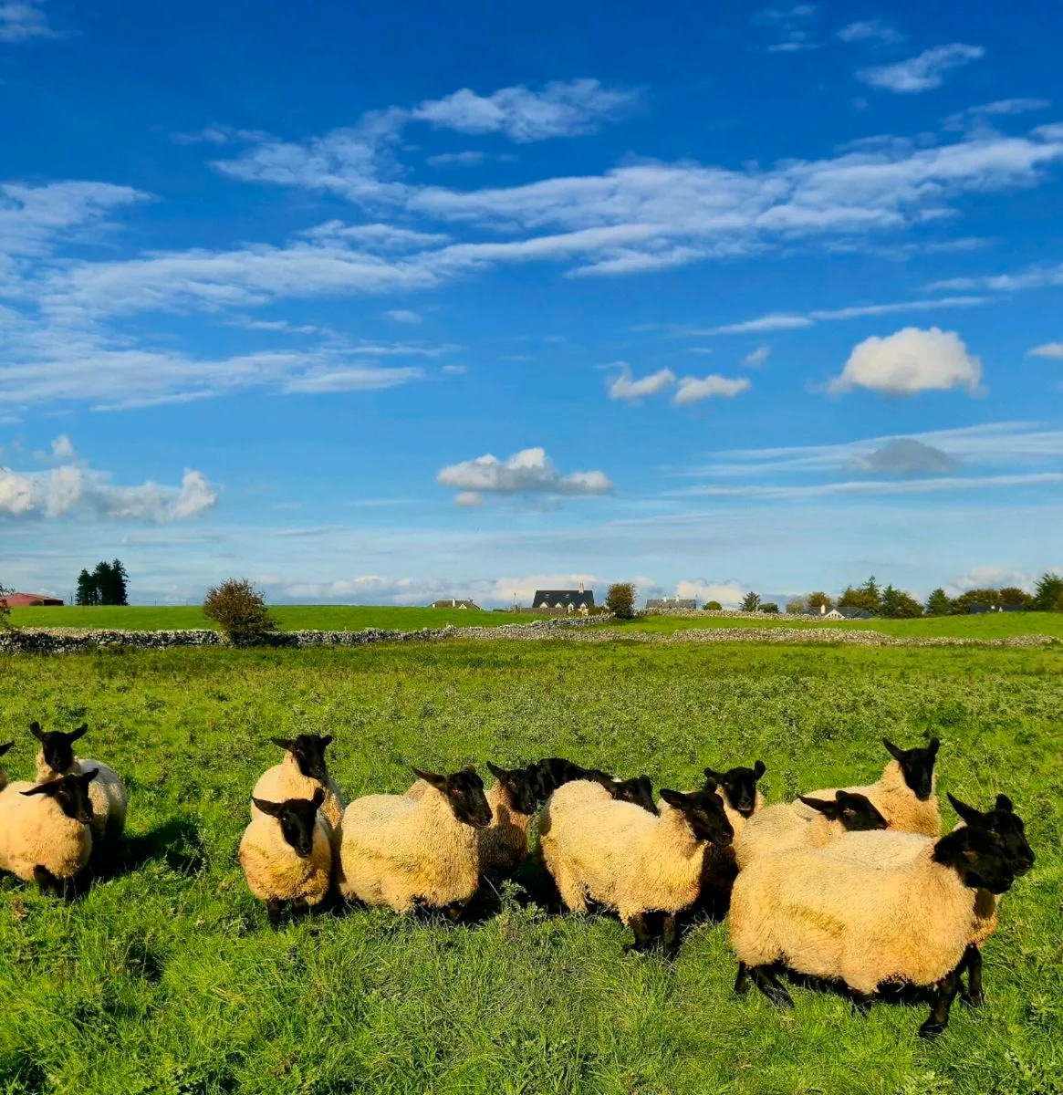 Suffolk mule ewe lambs - Image 1